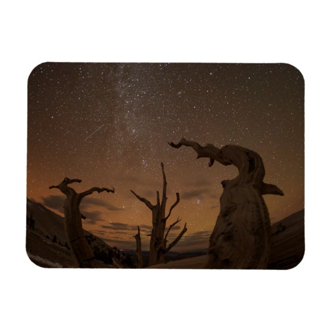 Ancient Bristlecone Pine Forest | California Magnet (Horizontal)