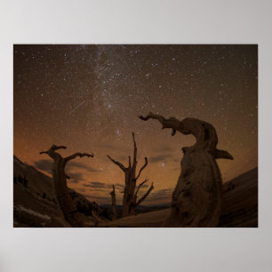 Ancient Bristlecone Pine Forest   California Poster