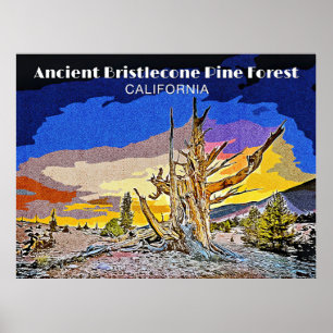 Ancient Bristlecone Pine Forest, California  Poster