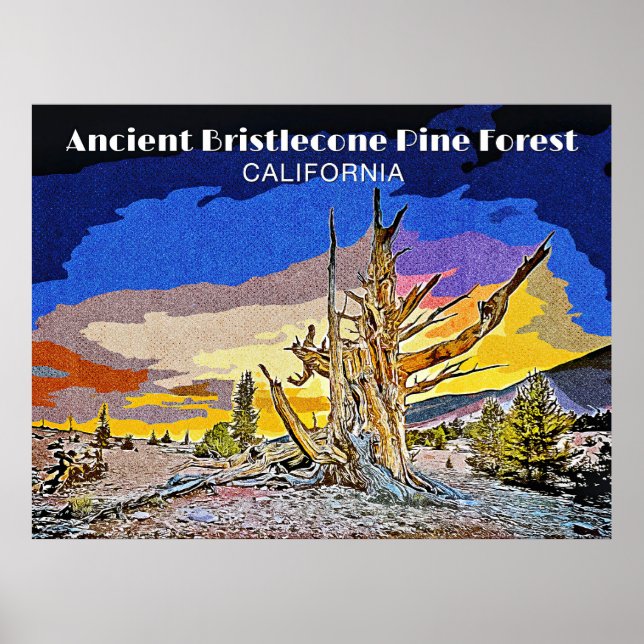 Ancient Bristlecone Pine Forest, California  Poster (Front)