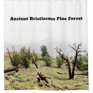 Ancient Bristlecone Pine Forest California Shower Curtain