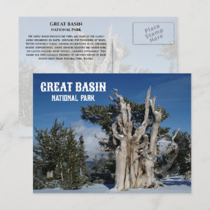 Ancient Bristlecone Pine, Winter, Great Basin NP Postcard