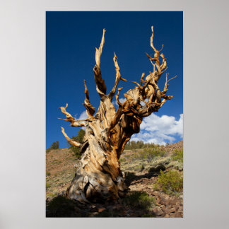 Ancient Bristlecone Print, Value Poster Paper
