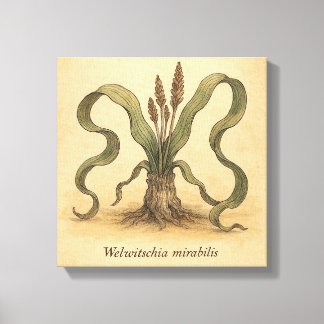 Ancient Desert Plant Welwitschia Wall Illustration Canvas Print