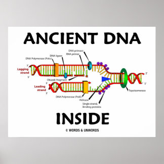 Ancient DNA Inside DNA Replication Humour Poster