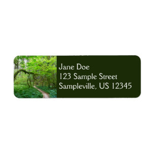 Ancient Groves Trail at Olympic National Park