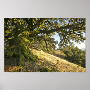 Ancient Oak Tree Poster