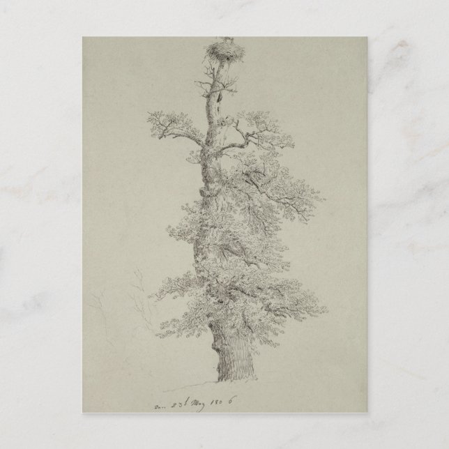 Ancient Oak Tree with a Stork's Nest Postcard (Front)