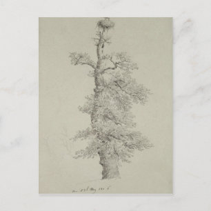 Ancient Oak Tree with a Stork's Nest Postcard