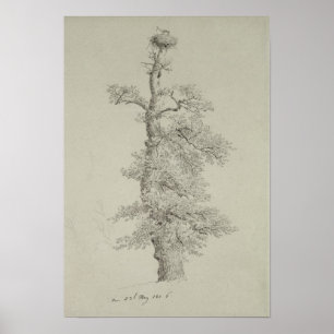 Ancient Oak Tree with a Stork's Nest Poster