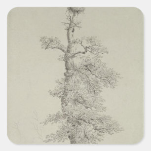 Ancient Oak Tree with a Stork's Nest Square Sticker