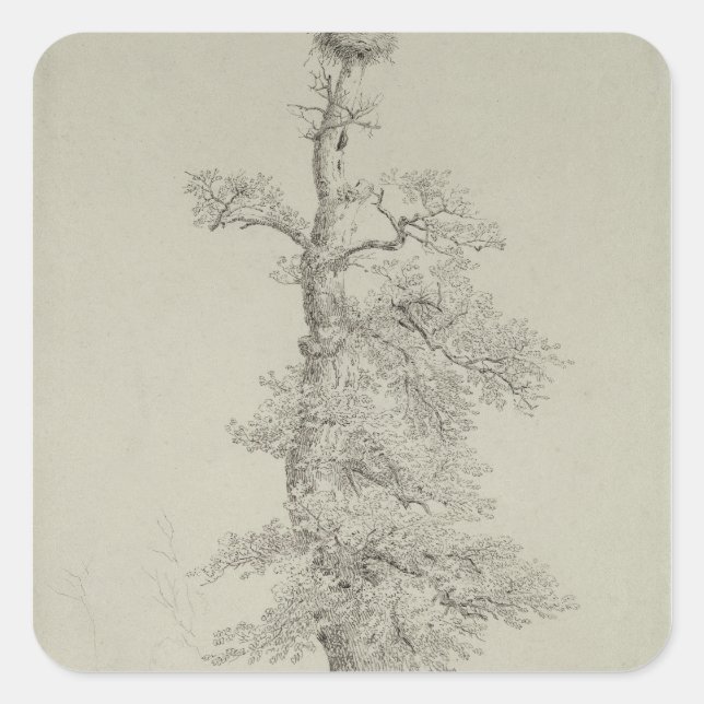 Ancient Oak Tree with a Stork's Nest Square Sticker (Front)