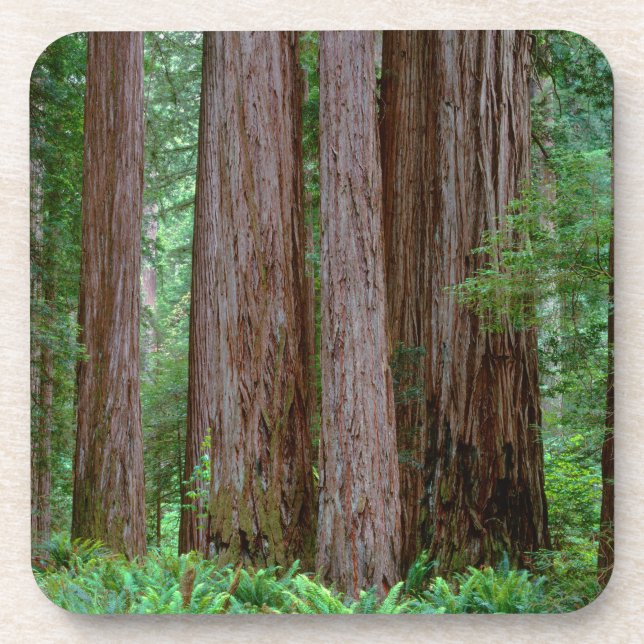 Ancient Redwoods Towering Coaster (Front)