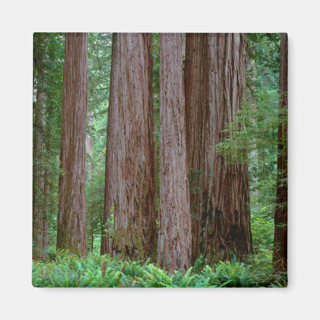 Ancient Redwoods Towering Magnet (Front)