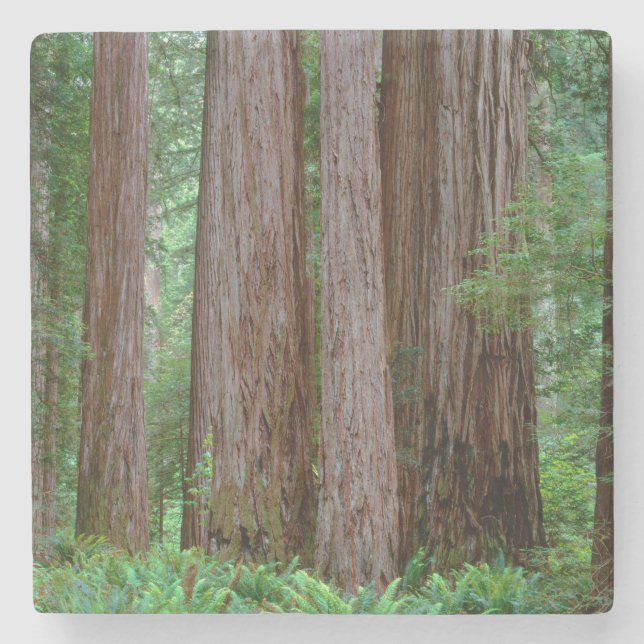 Ancient Redwoods Towering Stone Coaster (Front)