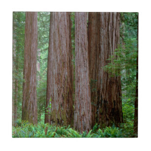 Ancient Redwoods Towering Tile