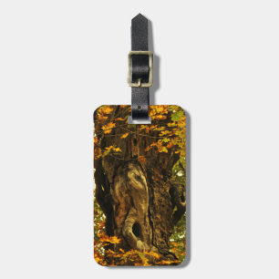 Ancient Tree Luggage Tag