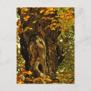 Ancient Tree Postcard