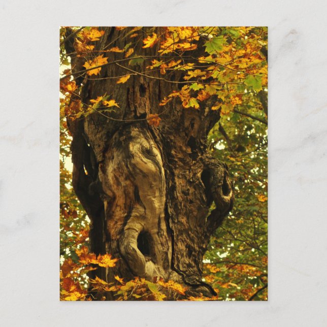 Ancient Tree Postcard (Front)
