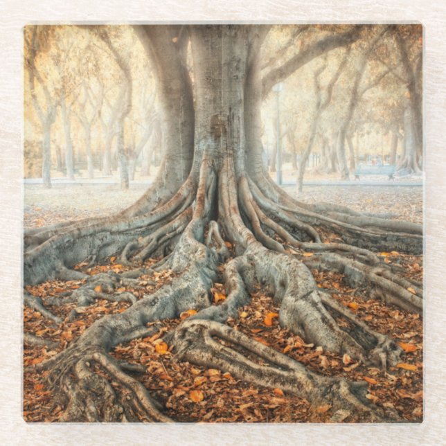Ancient Tree Roots Glass Coaster (Front)