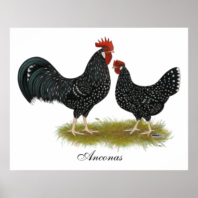 Ancona Chickens Poster (Front)