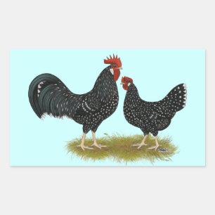 Ancona Chickens Rectangular Sticker