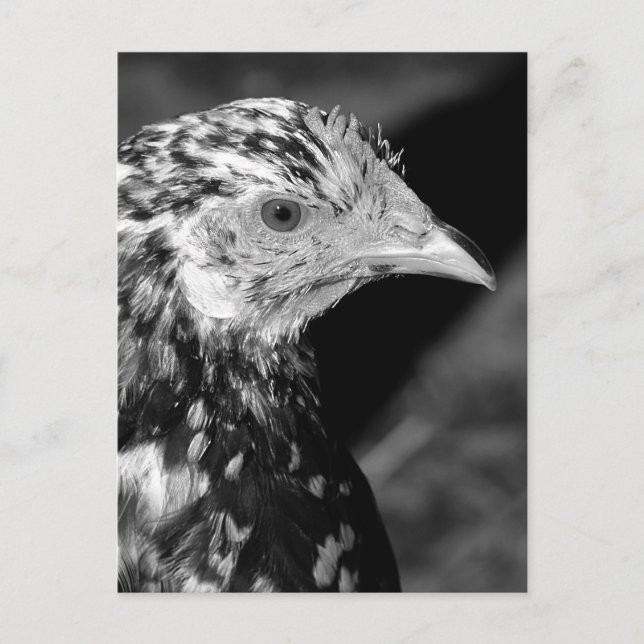 Ancona Hen Postcard (Front)