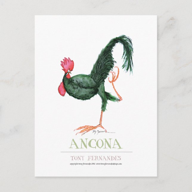 Ancona Hen, tony fernandes Postcard (Front)