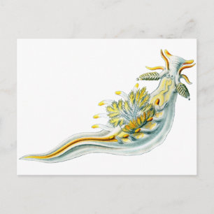 Ancula gibbosa postcard