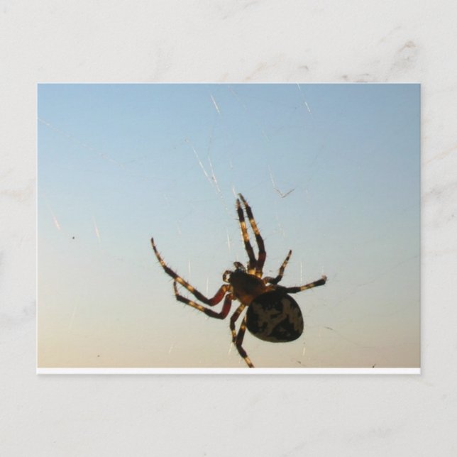 And Down Sat a Spider Postcard (Front)