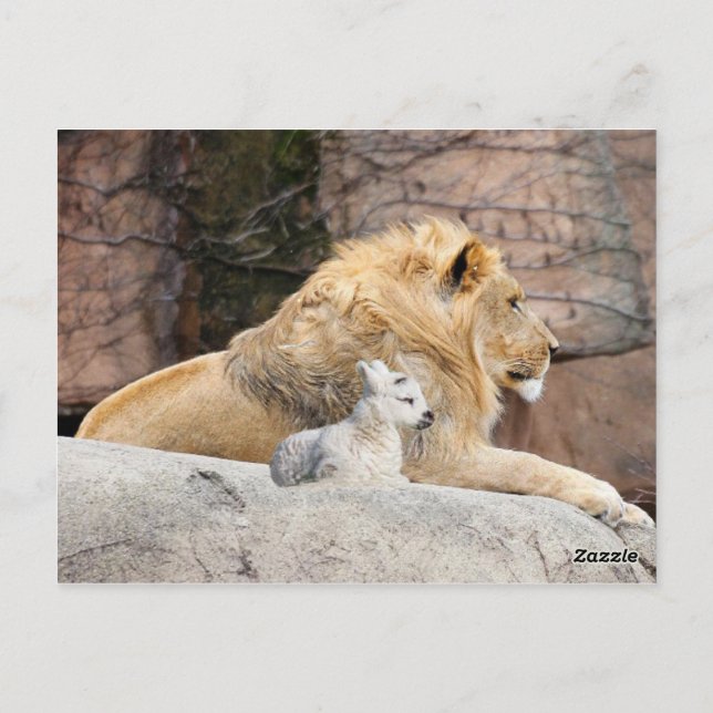And The Lion Shall Lie Down With The Lamb Postcard (Back)