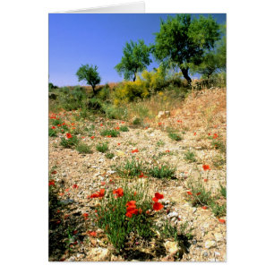 Andalucian landcape with poppies.