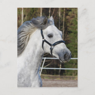 Andalusian 1 postcard