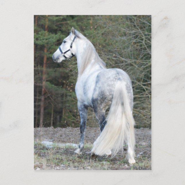 Andalusian 2 postcard (Front)