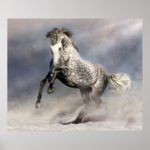 Andalusian dapple gray horse in motion poster