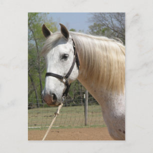 ANDALUSIAN HORSE HEAD MORISCO POSTCARD