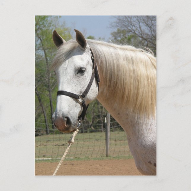 ANDALUSIAN HORSE HEAD MORISCO POSTCARD (Front)