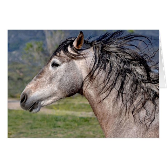 Andalusian Stallion Greeting Card (Front Horizontal)