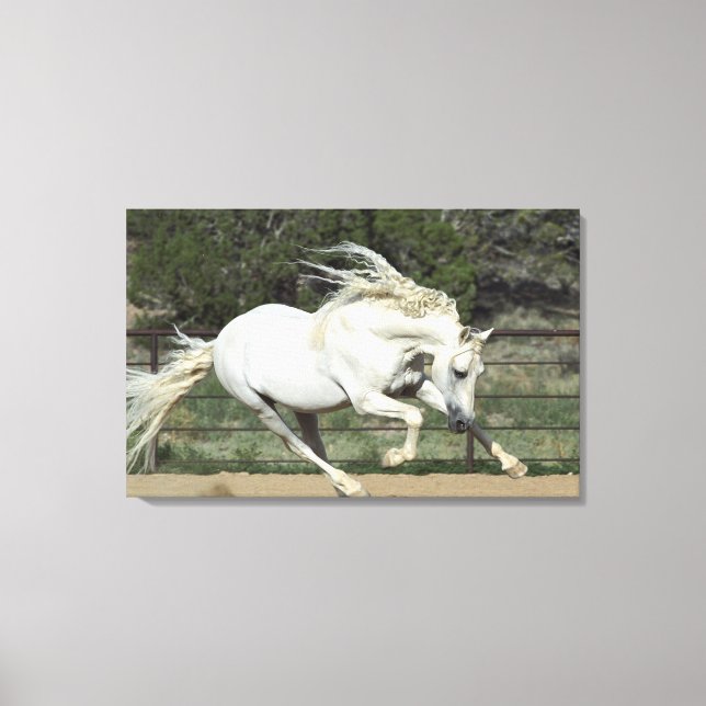 Andalusian Stallion running, PR Canvas Print (Front)
