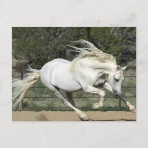 Andalusian Stallion running, PR Postcard