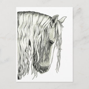 Andalusian True Romantic Horse Postcard