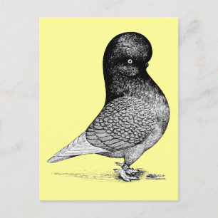 Andalusian Tumbler Postcard