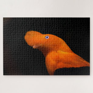 Andean Cock-of-the-Rock Jigsaw Puzzle