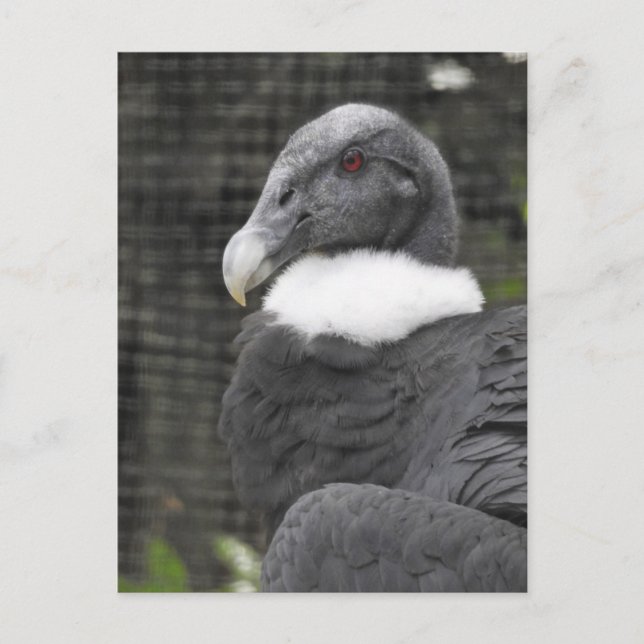 Andean Condor Postcard (Front)