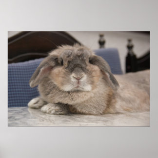 Andora the bunny: Chillaxing Poster