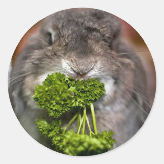 Andora the bunny: Parsley attack Classic Round Sticker