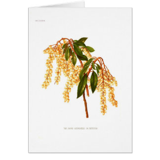 Andromeda japonica