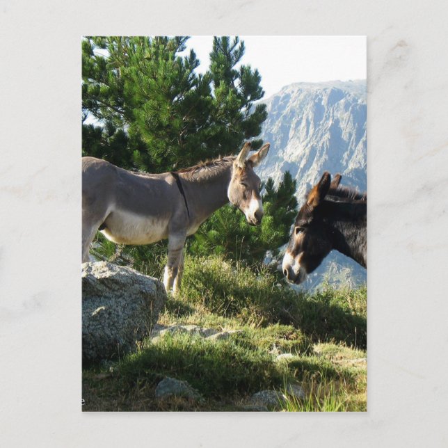 Ane de Corse Postcard (Front)