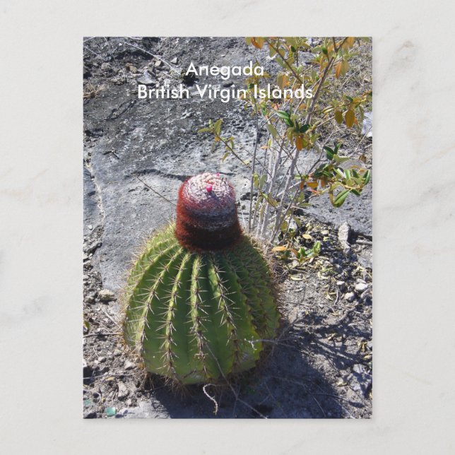 Anegada BVI Postcard (Front)