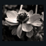 Anemone Black and White Floral photography Poster<br><div class="desc">Black and white Floral photography. Photograph of anemone on Poster. Matching greeting card, postcard, postage and more... </div>